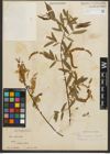 Foto von Salix nigra Marshall